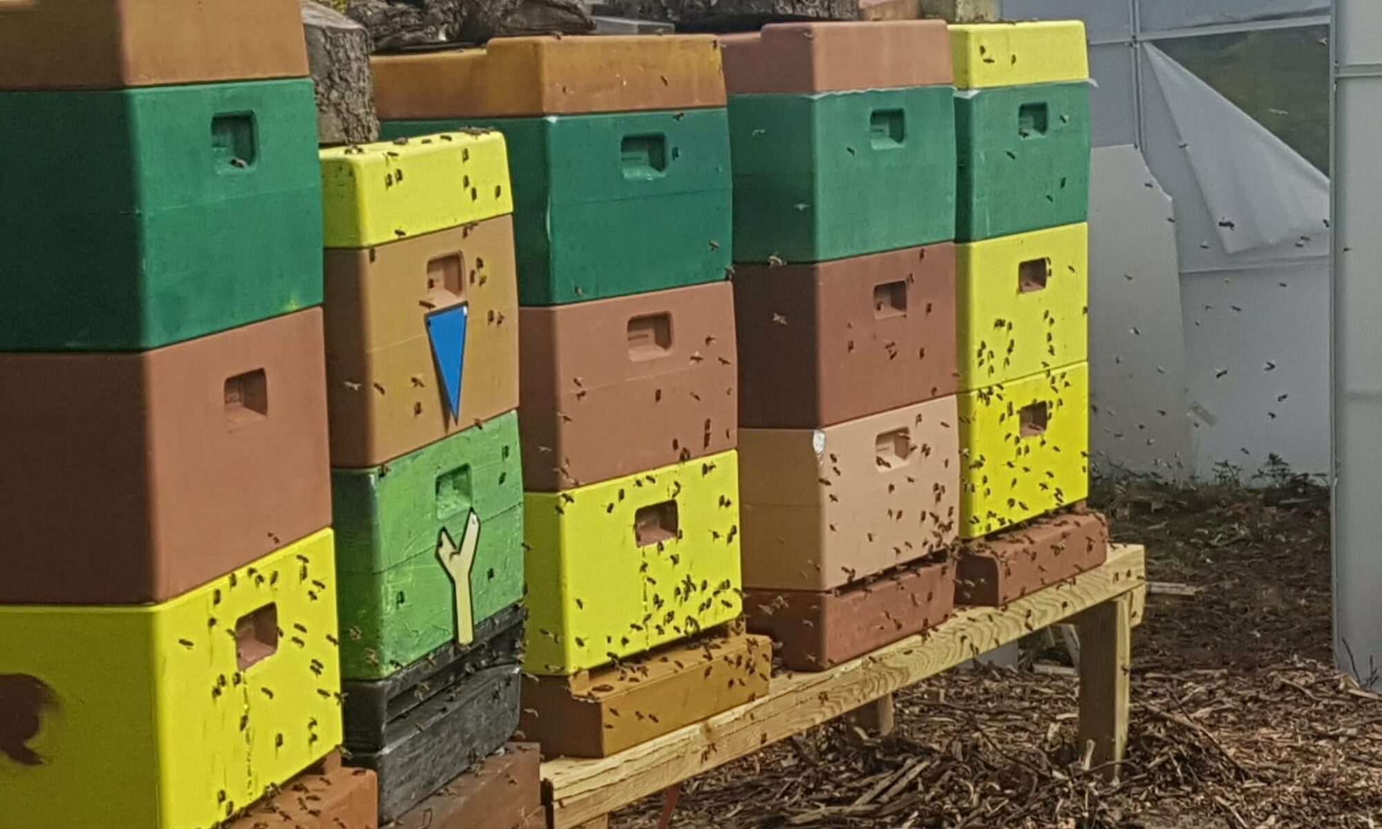 Bunte Bienenstöcke des Imkerverein Dombühl mit Bienen