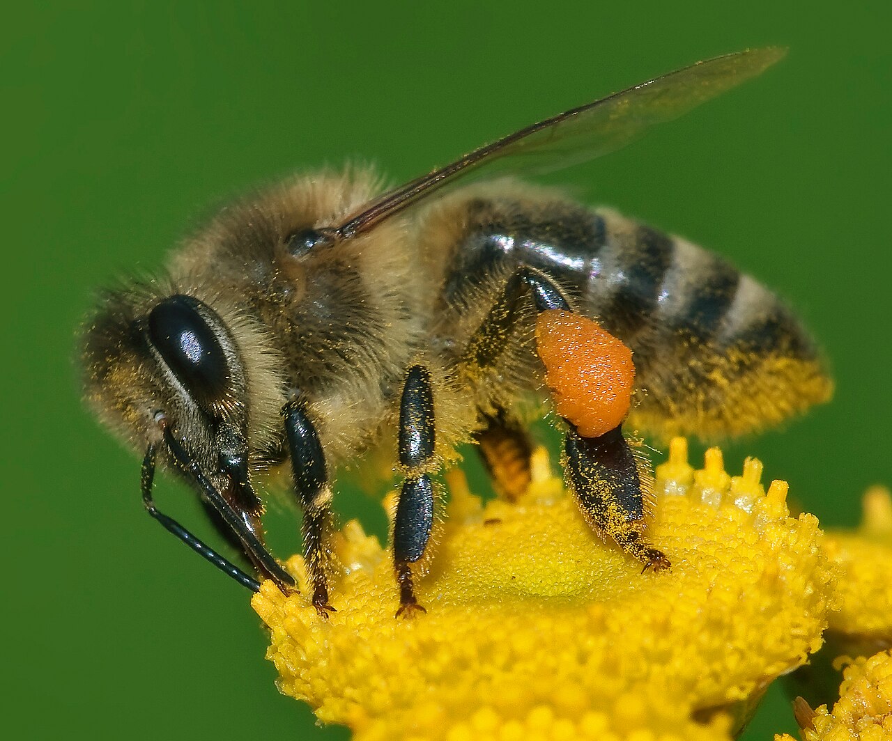 Bienen, Wespen, Hummeln & Hornissen