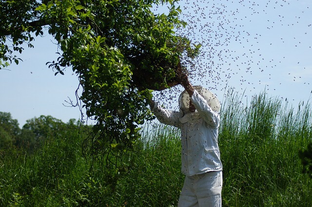Bienenschwarm – was tun?