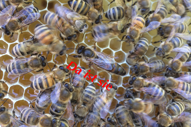 Entwicklung der Biene